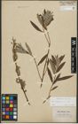 Foto von Salix purpurea L. x Salix viminalis L.